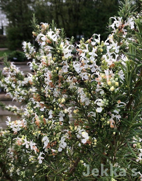 Jekkapedia: Salvia rosmarinus f. albiflorus 'Lady in White