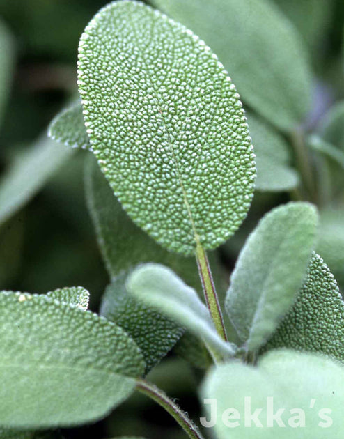 Sage officinalis Common Broad Leaf | Pack of 3 Garden Ready 6cm Peat Pots