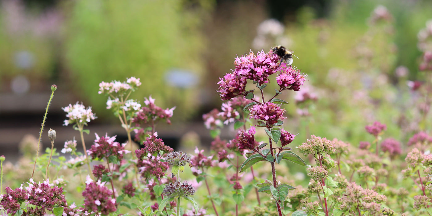 Share our love of bees at Jekka's