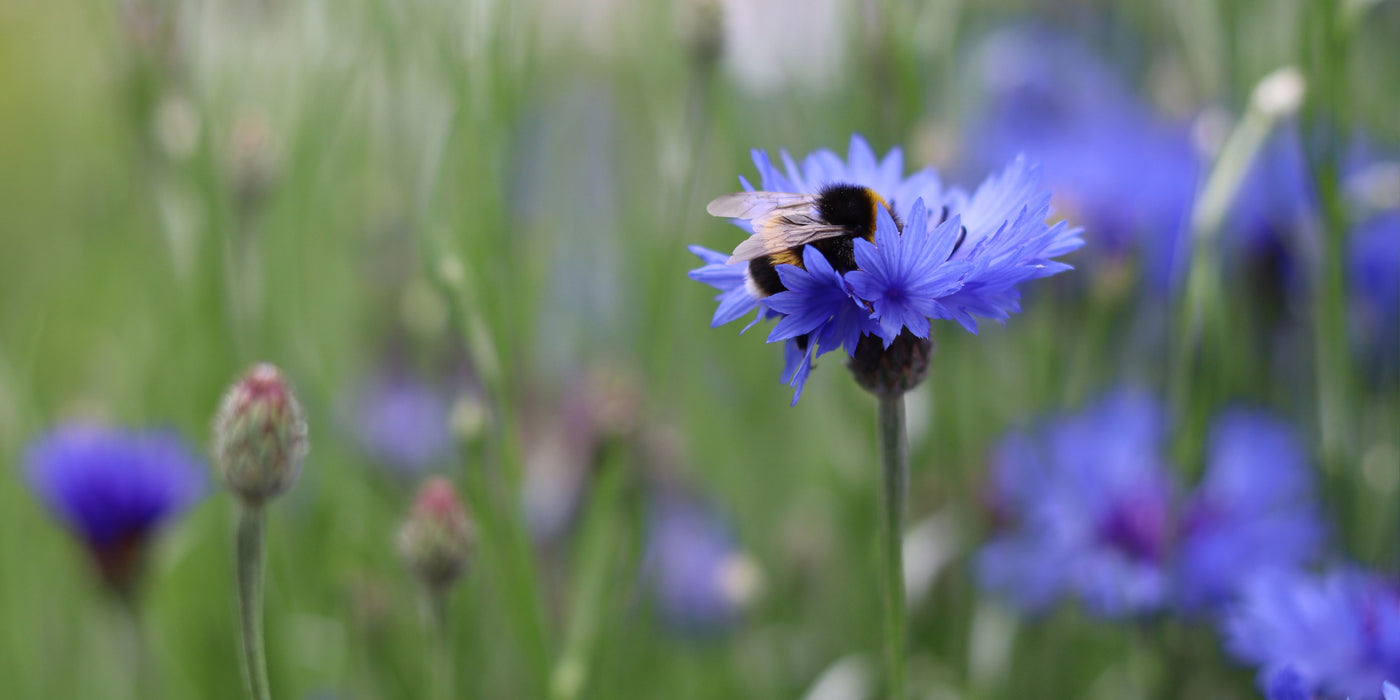 Bees, Bees, Bees at Jekka's