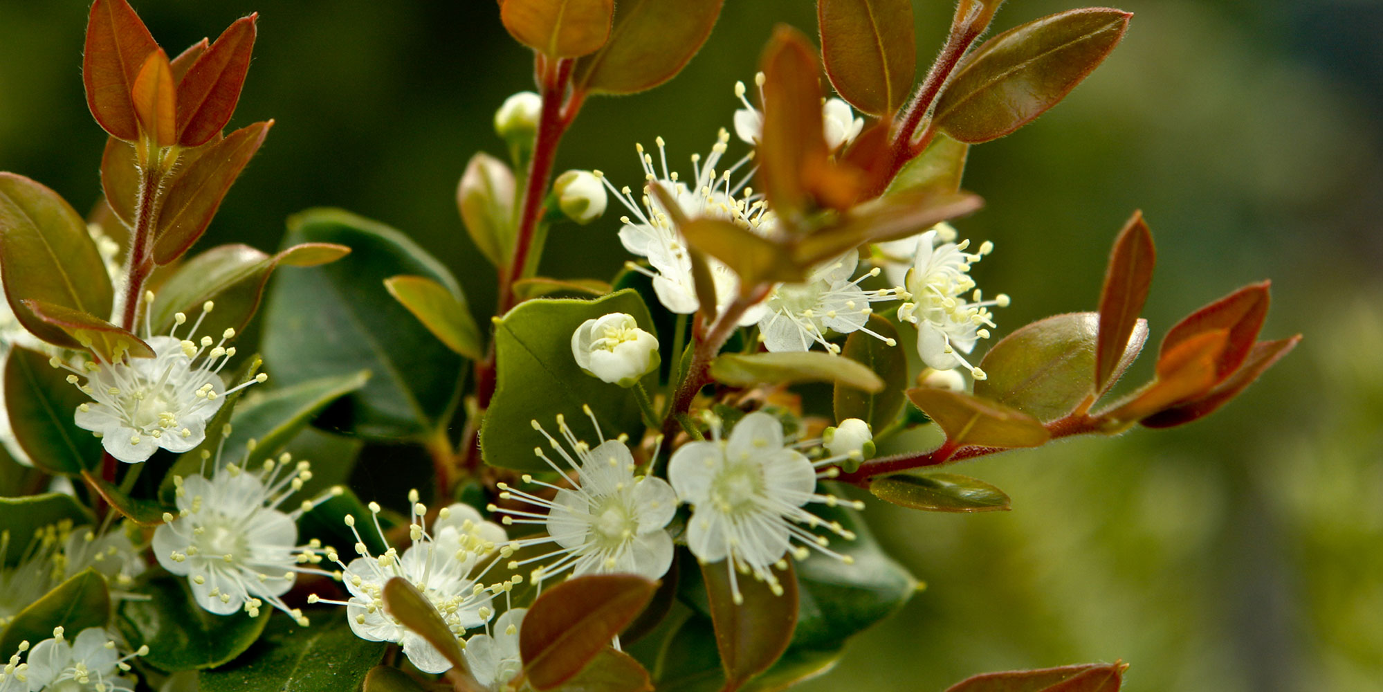 All About Herbs: Myrtle (Myrtus) & Luma (Luma)  How to Grow  Jekka