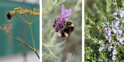 Gardening for Bees