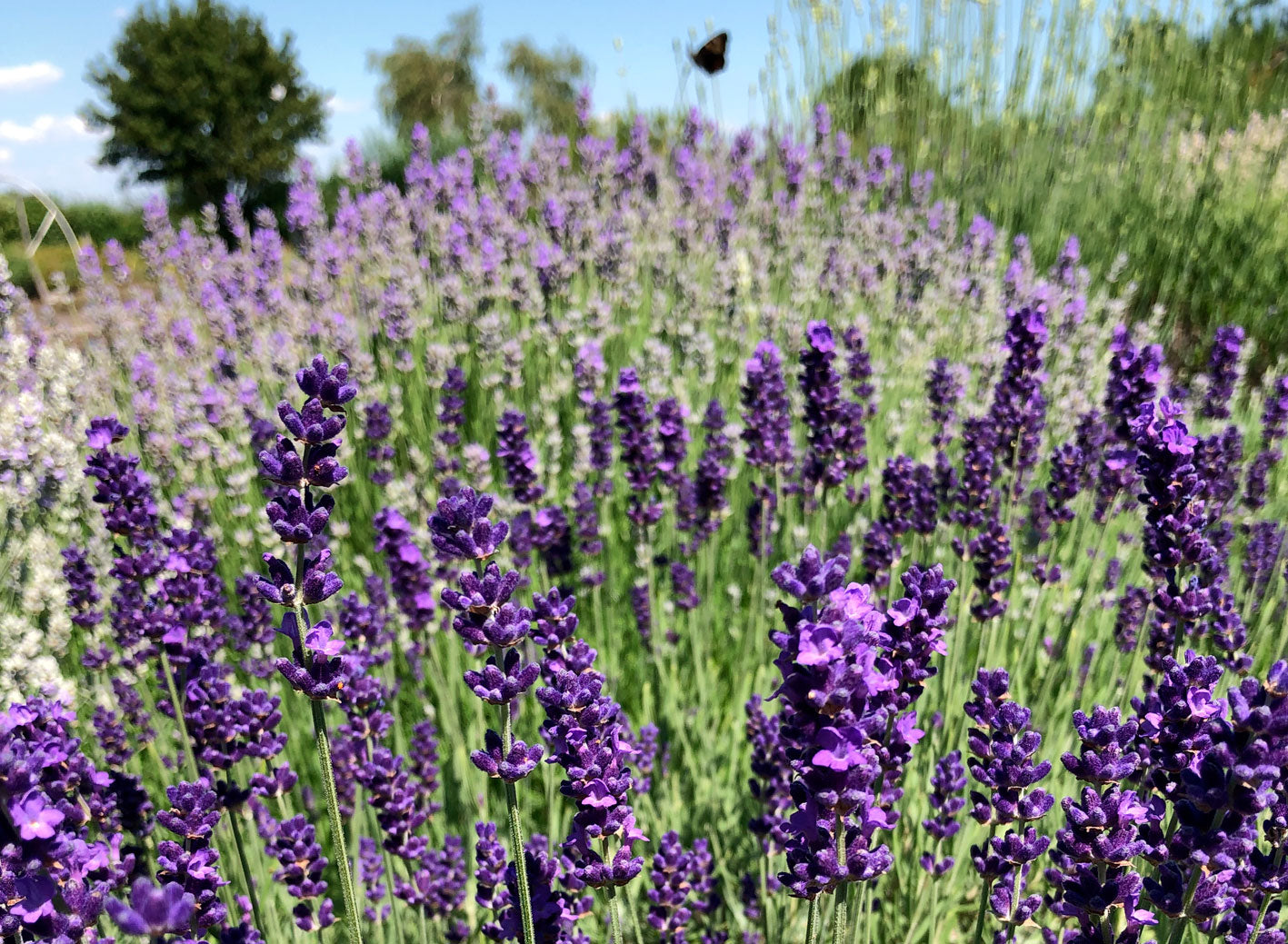 Store Lavender