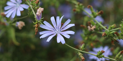 The Magic of Herb Gardens - Create your own Herb garden with Jekka's!