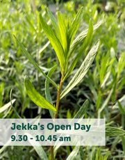 Jekka's Open Day E-Tickets- Friday 11th October 2024