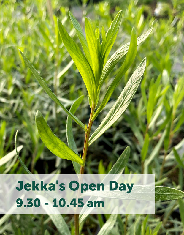 Jekka's Open Day E-Tickets- Friday 11th October 2024