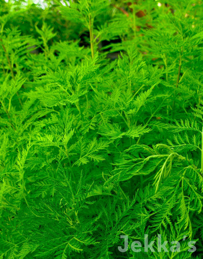 Jekka's: Sweet Wormwood (Artemisia annua)