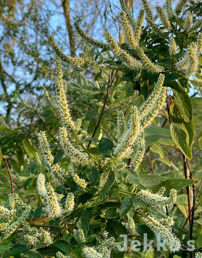 Aloysia virgata