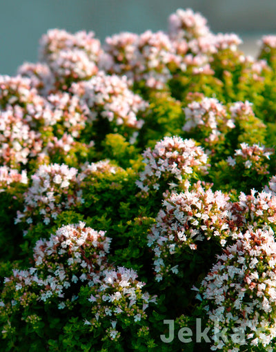 Jekka's: Oregano Jekka’s Little Gem (Origanum vulgare 'Jekka’s Little Gem')