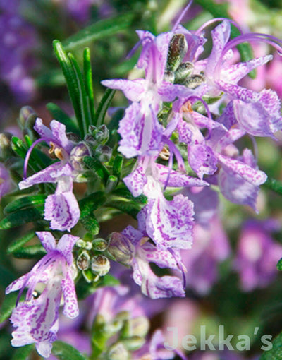 Jekka's: Rosemary ‘Amethyst Beauty’ (Salvia rosmarinus ‘Amethyst Beauty’)