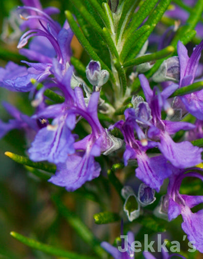 Salvia rosmarinus ‘Wye’