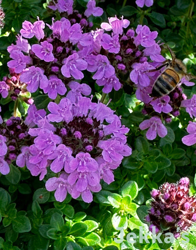 Jekka's: Jekka's Bee Happy Thyme (Thymus 'Jekka's Bee Happy')