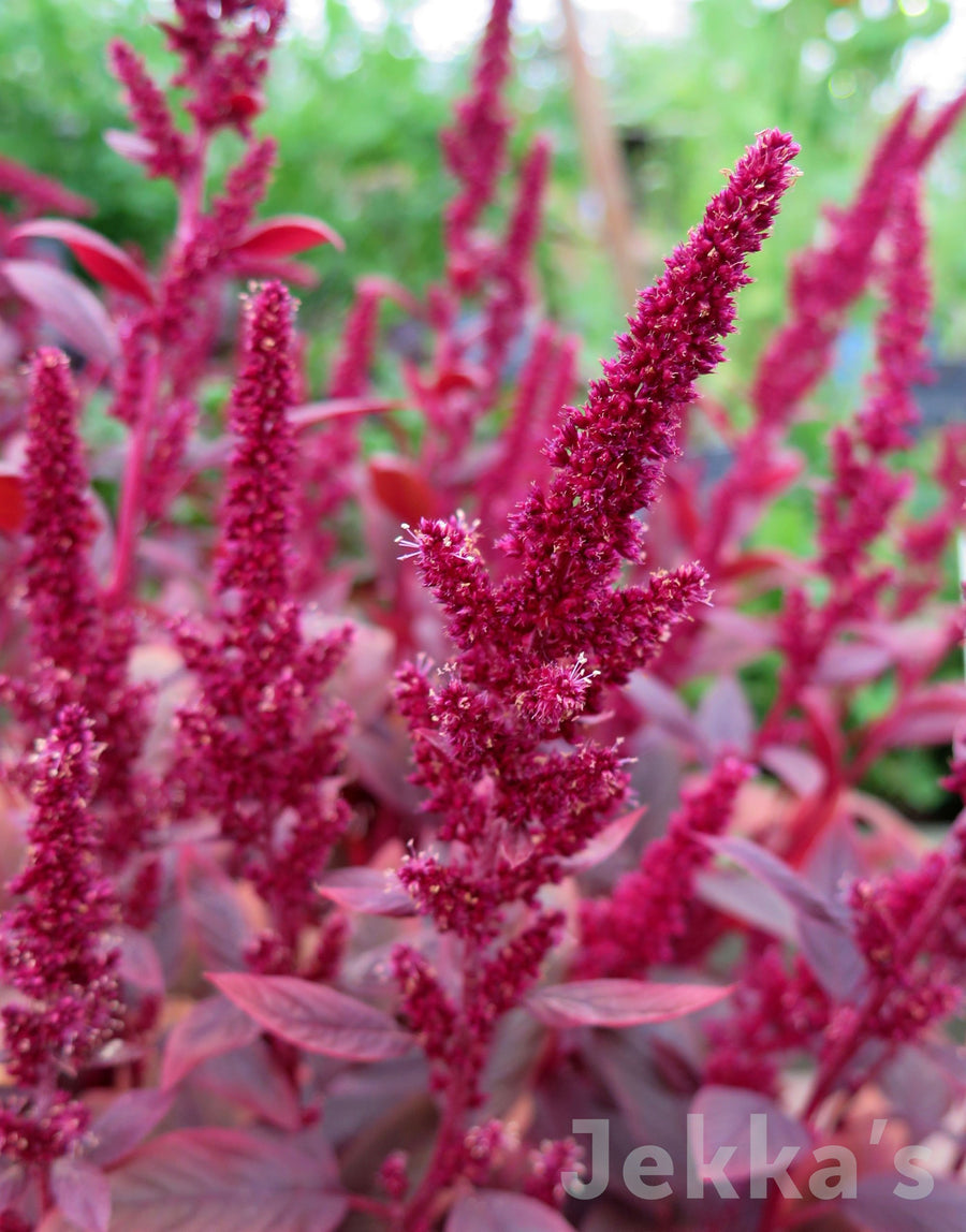 Amaranthus tricolor 'Red Army’