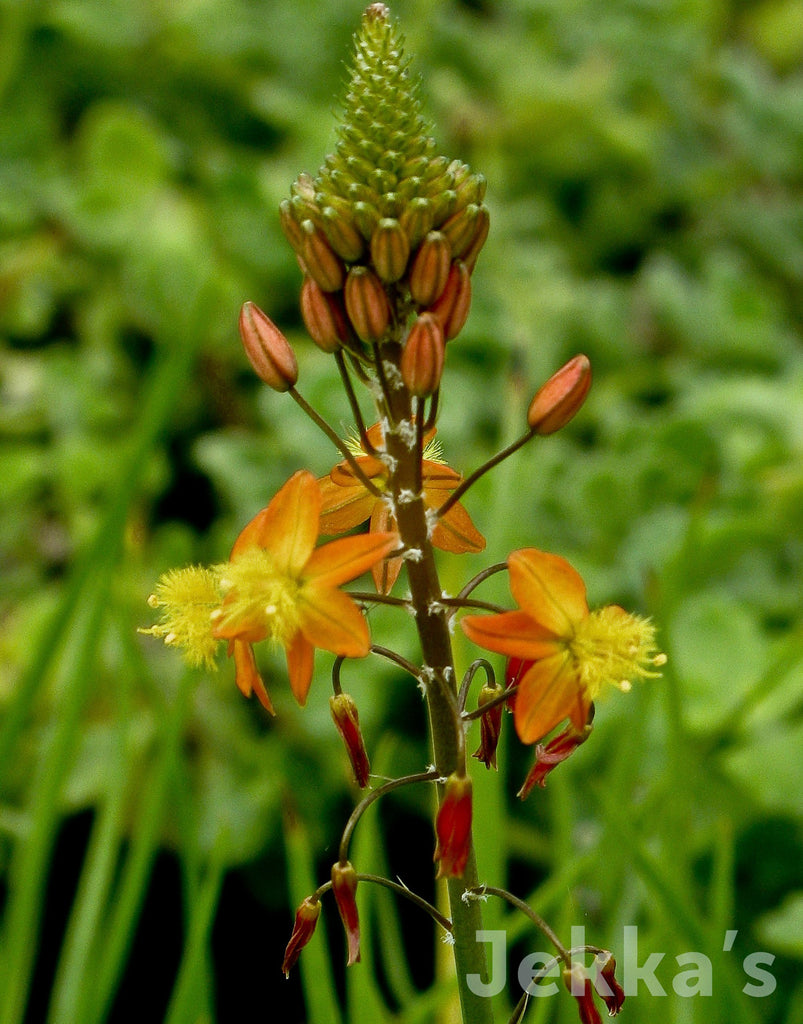 bulbine frutescens