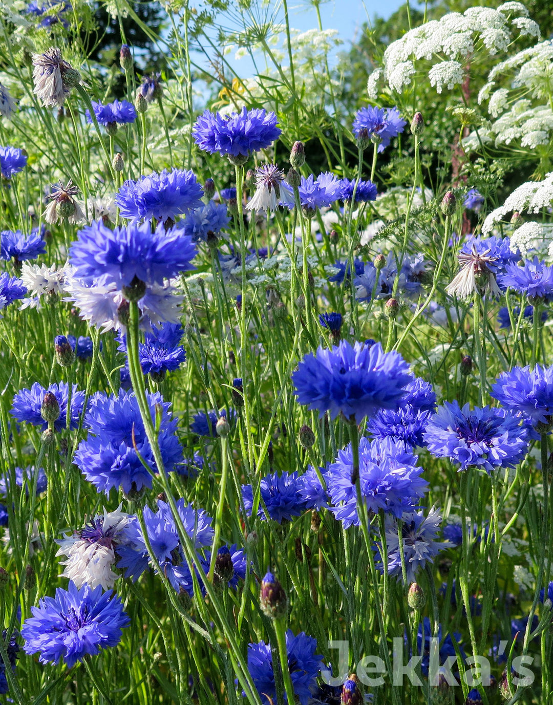 Centaurea cyanus