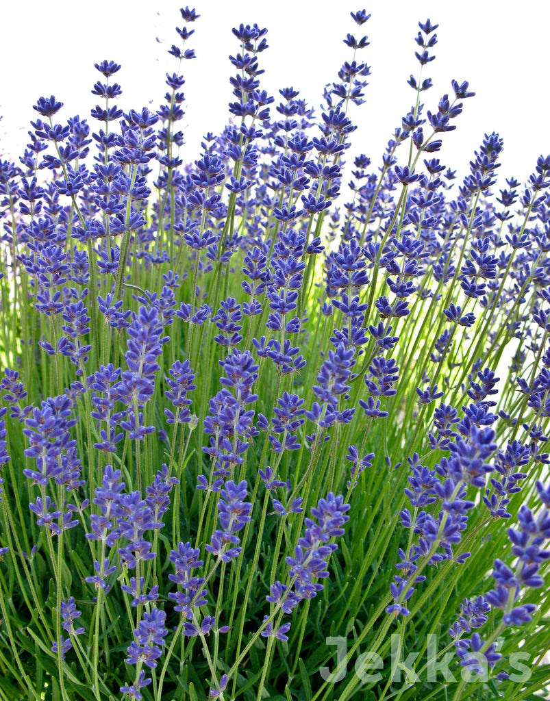 Lavender angustifolia 'Folgate' – Il Lavandeto Di Assisi