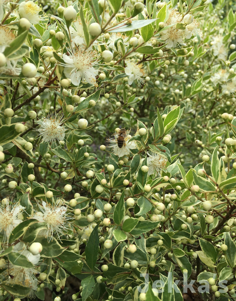 Myrtus communis Variegata v