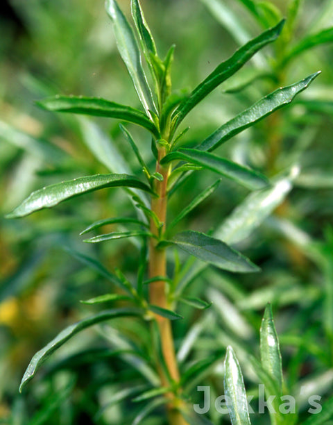 Jekka's: White Harts Pennyroyal (Mentha cervina alba)