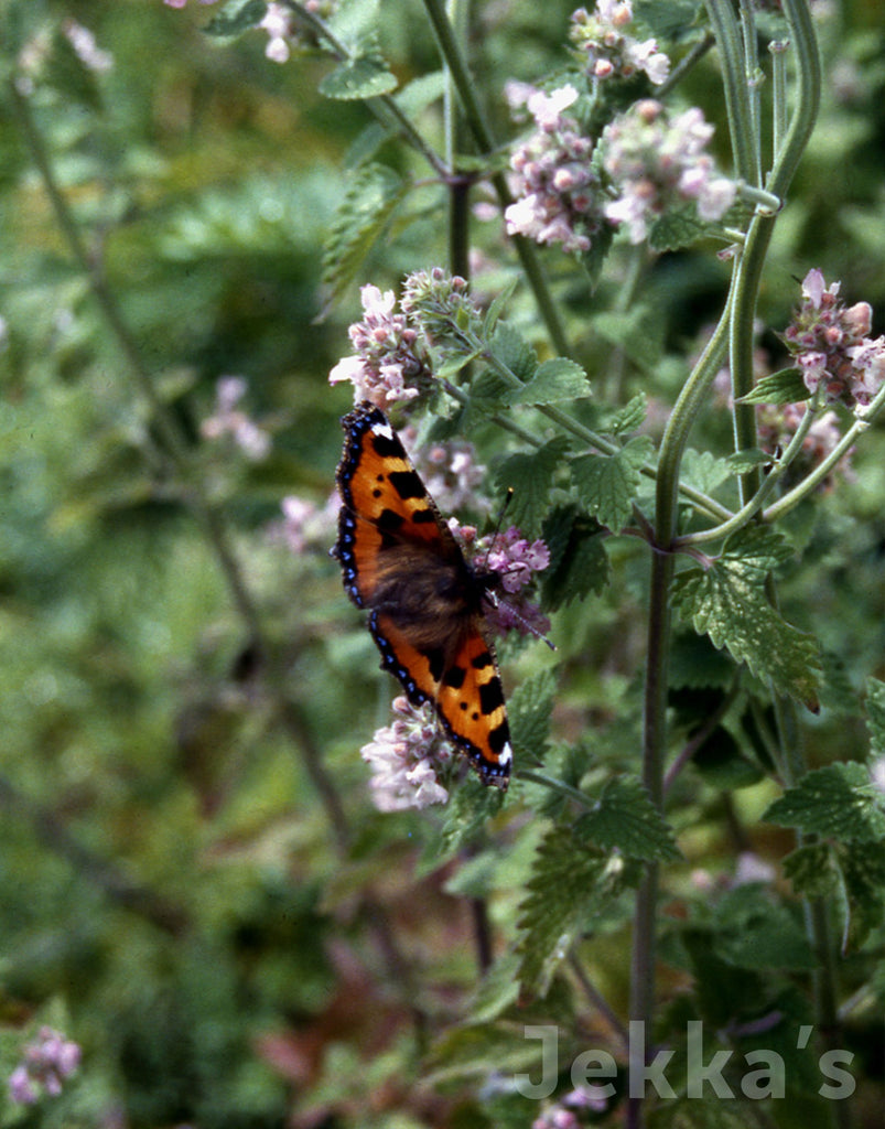 Catnip, Official (Nepeta cataria) seeds, organic