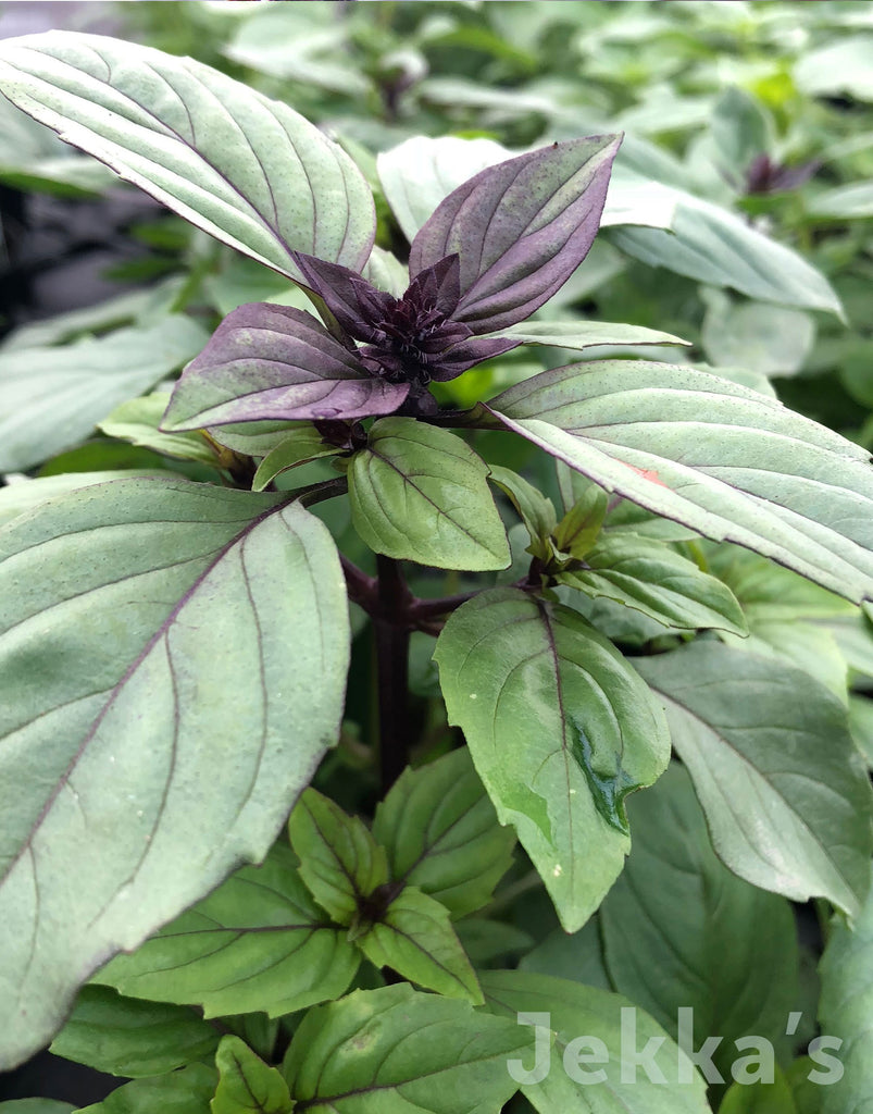 Ocimum basilicum Cinnamon Cinnamon Basil Seeds and Plants