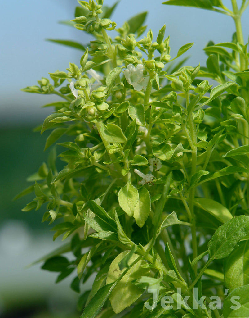 Ocimum minimum Greek Greek Basil Seeds and Plants available