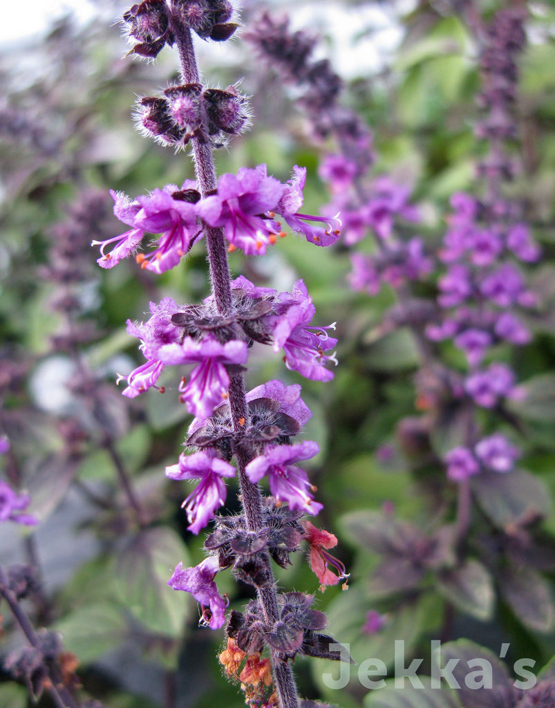 Ocimum basilicum var. purpurascens x kilimandscharicum