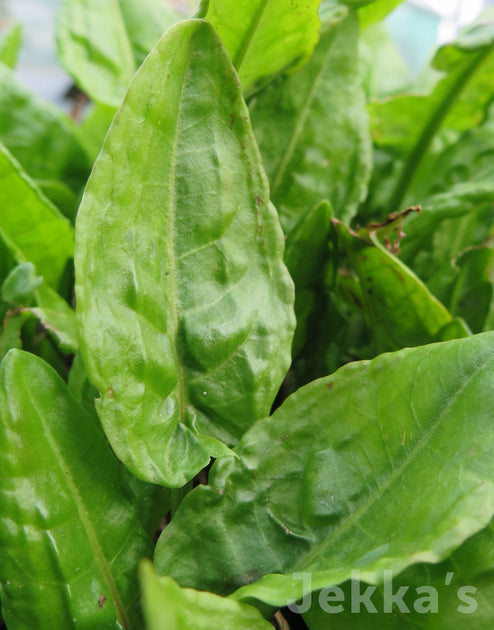 Rumex Acetosa (sorrel): Seeds And Plants Available To Buy. – Jekka's