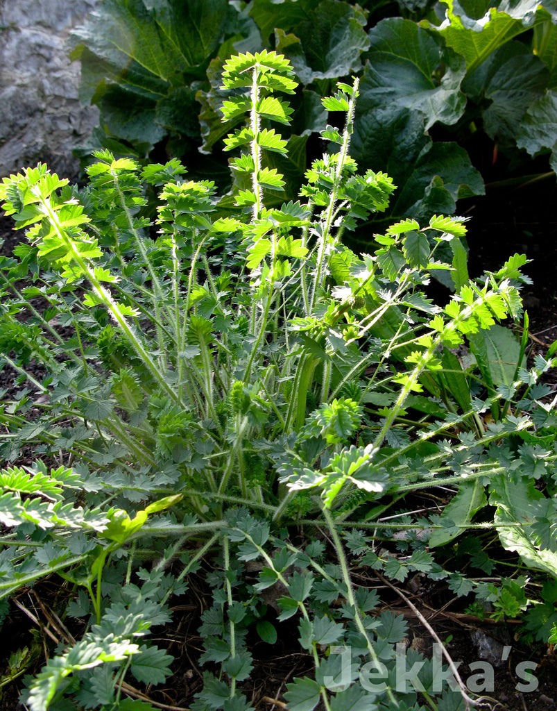 Salad Burnet Plants For Sale, Songuisorba Minor