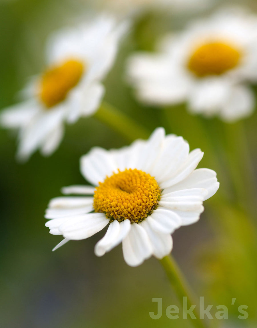 Tanacetum parthenium