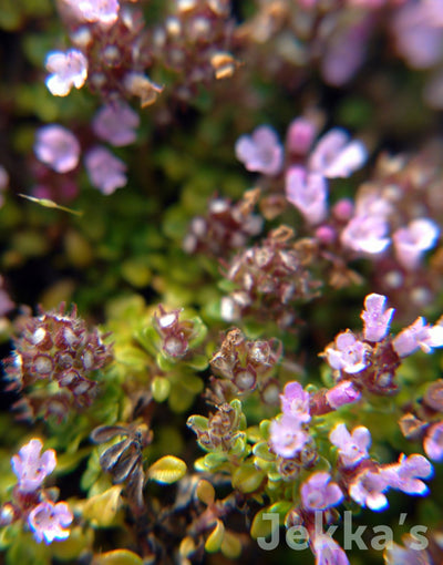 Jekkapedia: Minor Thyme