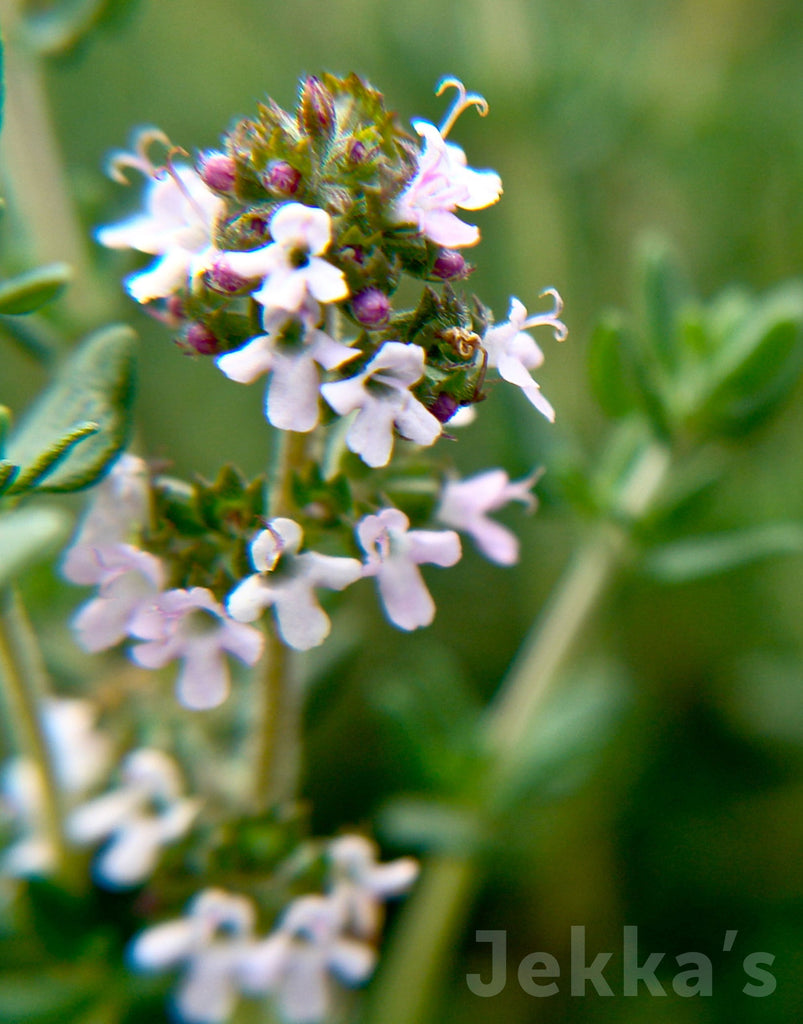 Thyme - English - Thymus vulgaris – Roger's Gardens